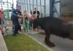 policier municipal attaqué par un taureau